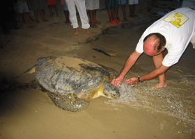 Rescueing the Turtle